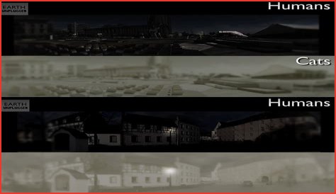 Do cats see humans as Alpha?