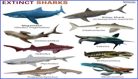 What attracts sharks the most?