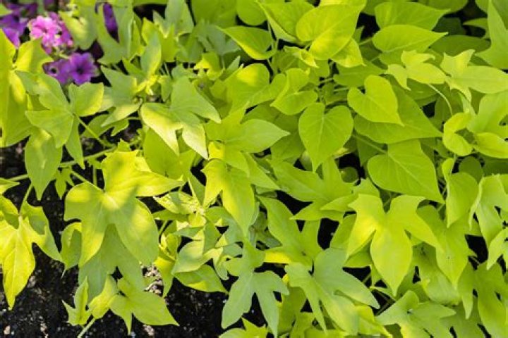Are potatoes plants annual or perennial?