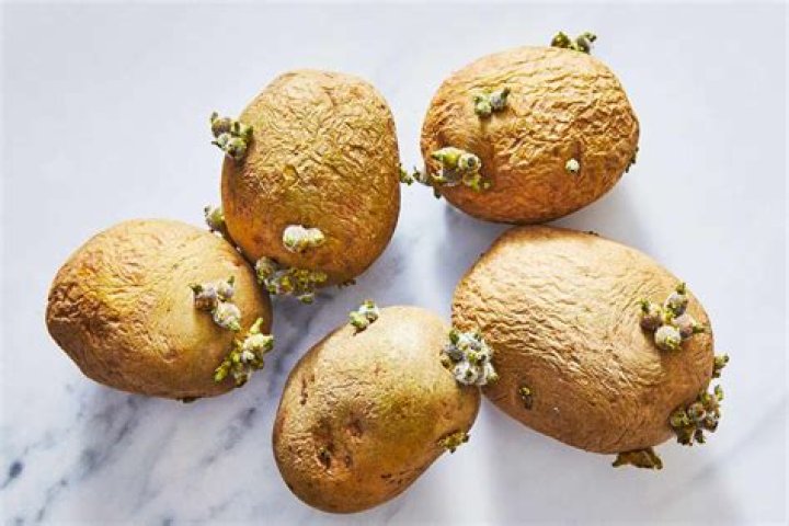 Can I eat potatoes while trying to lose belly fat?