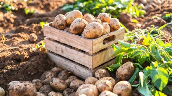 Is a potato a plant or animal?