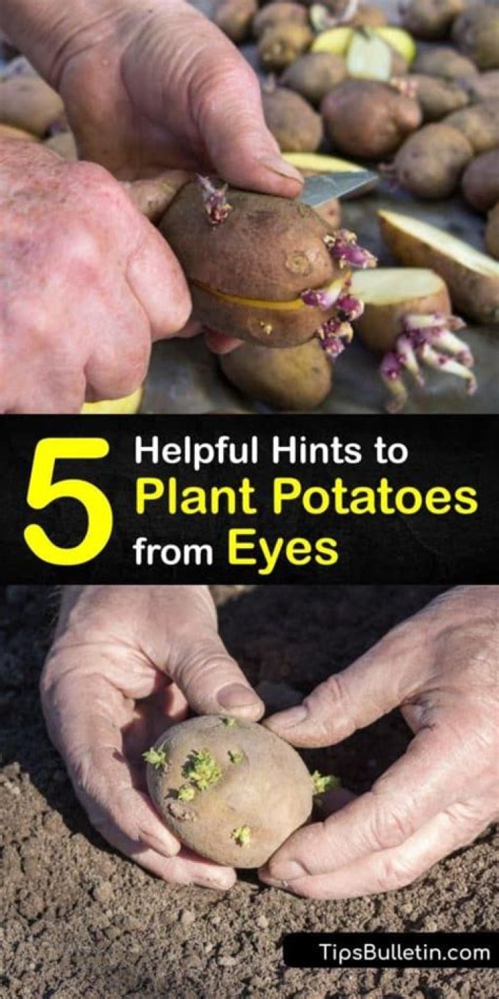 Is it OK to eat potatoes with eyes growing?