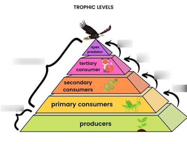 What are 4 examples of primary consumers?