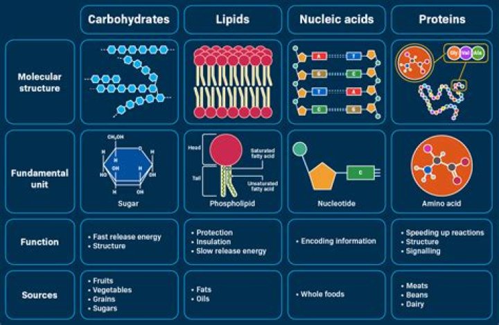 What biomolecule is in potato juice?