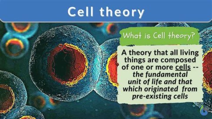 What can a cell wall be found in?