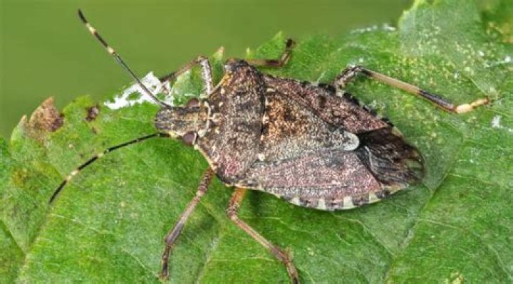 What color is a female stink bug?