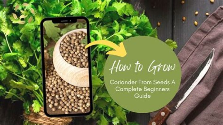 What do you cook with coriander seeds?