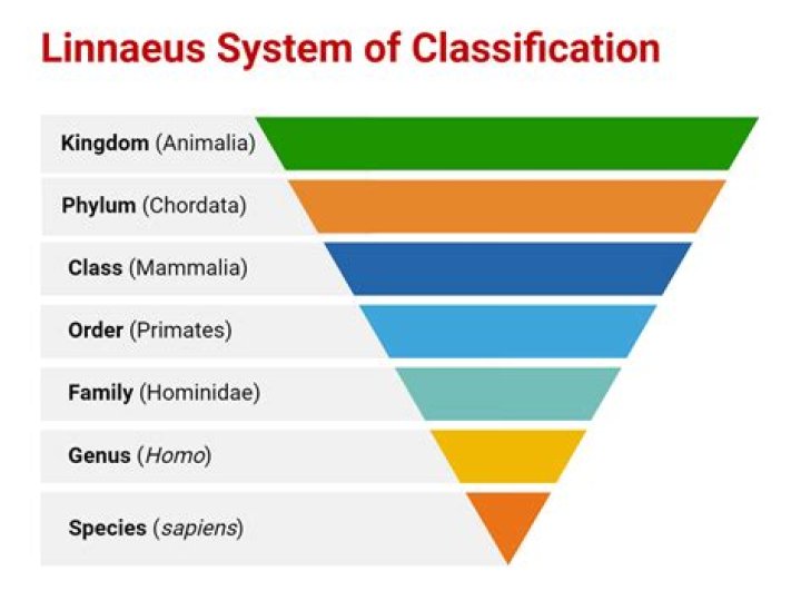 What is the classification of potato?