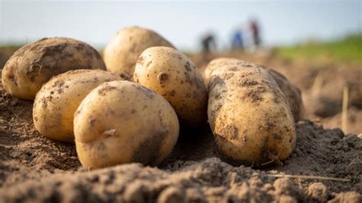 What New England state produces the most potatoes?