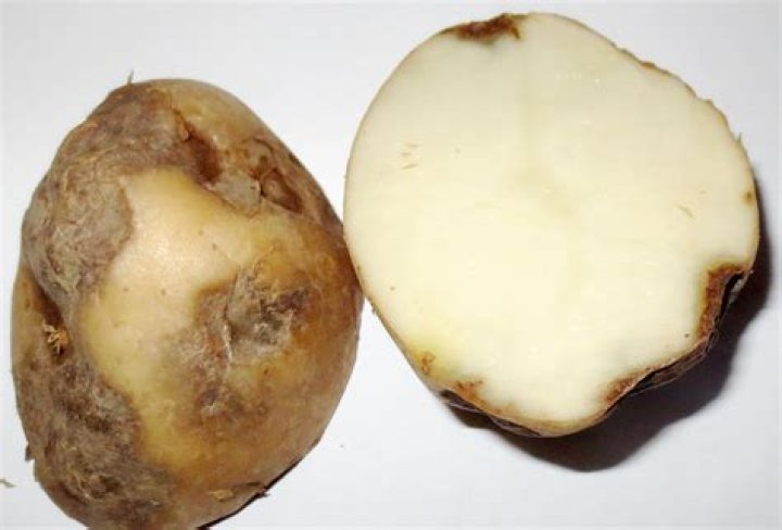 Which cells are present in potato tubers?