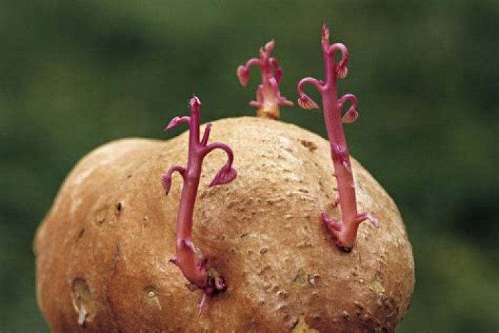 Which of the plant reproduce through tubers?