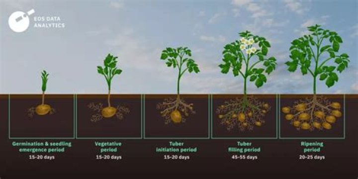 Why are potatoes grown on the same land year after year?