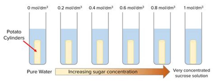 Why did the potato piece in distilled water quit gaining weight?